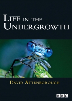 Watch Life in the Undergrowth movies free online